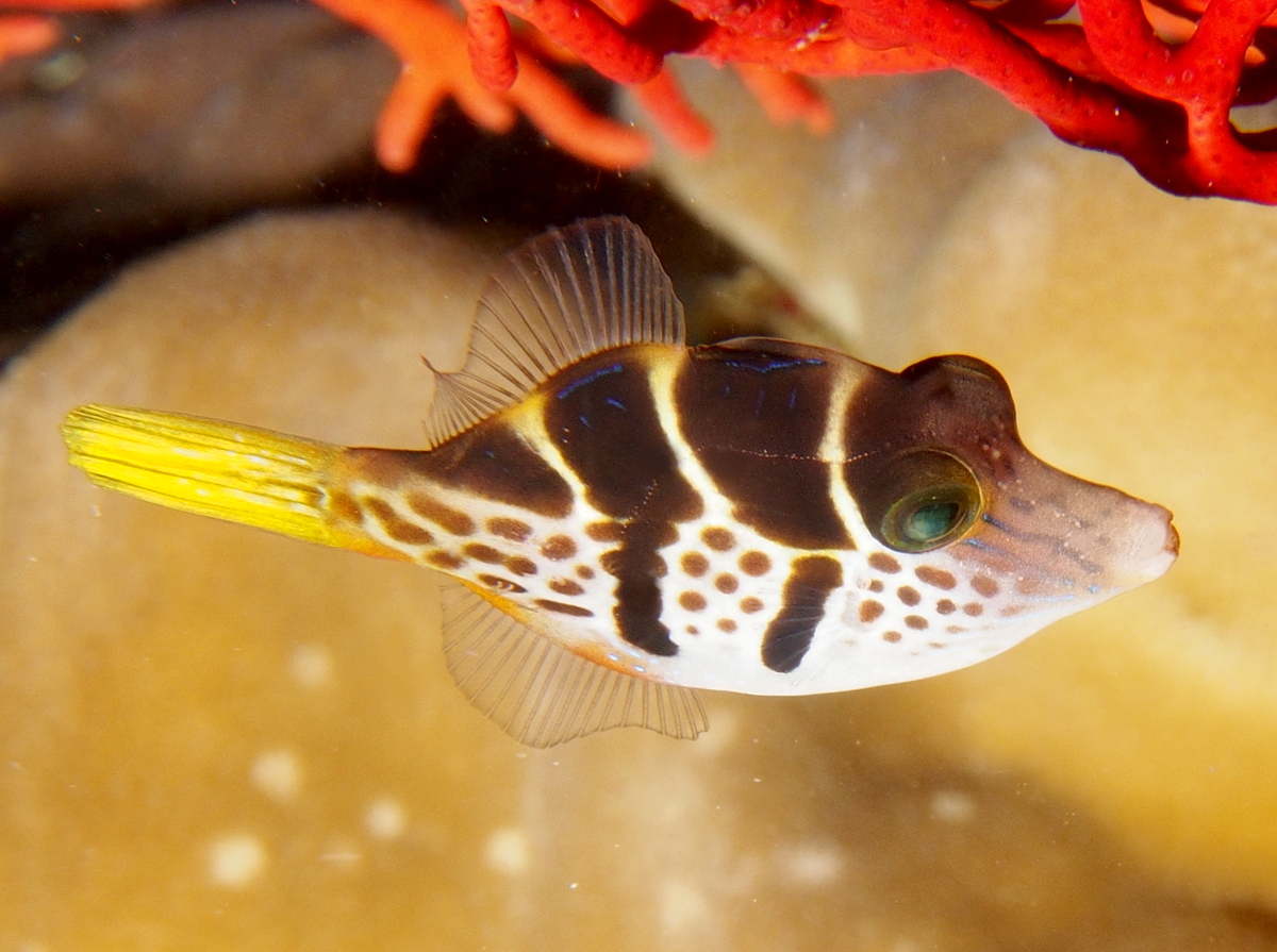 Mimic Filefish - Paraluteres prionurus
