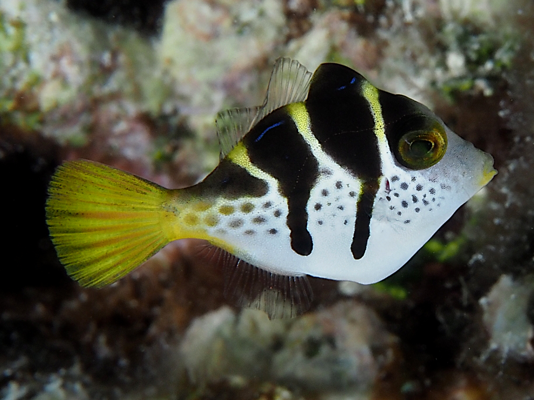 Mimic Filefish - Paraluteres prionurus