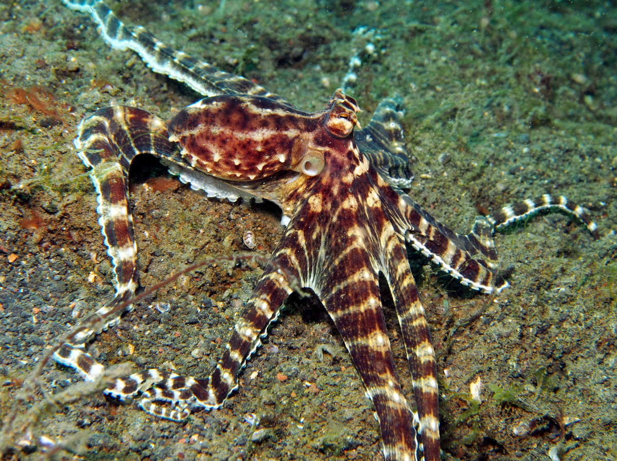 Mimic Octopus - Thaumoctopus mimicus