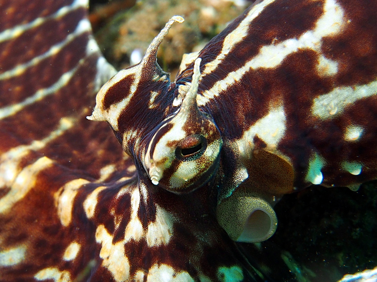 Mimic Octopus - Thaumoctopus mimicus