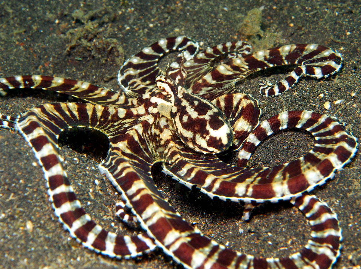 Mimic Octopus - Thaumoctopus mimicus