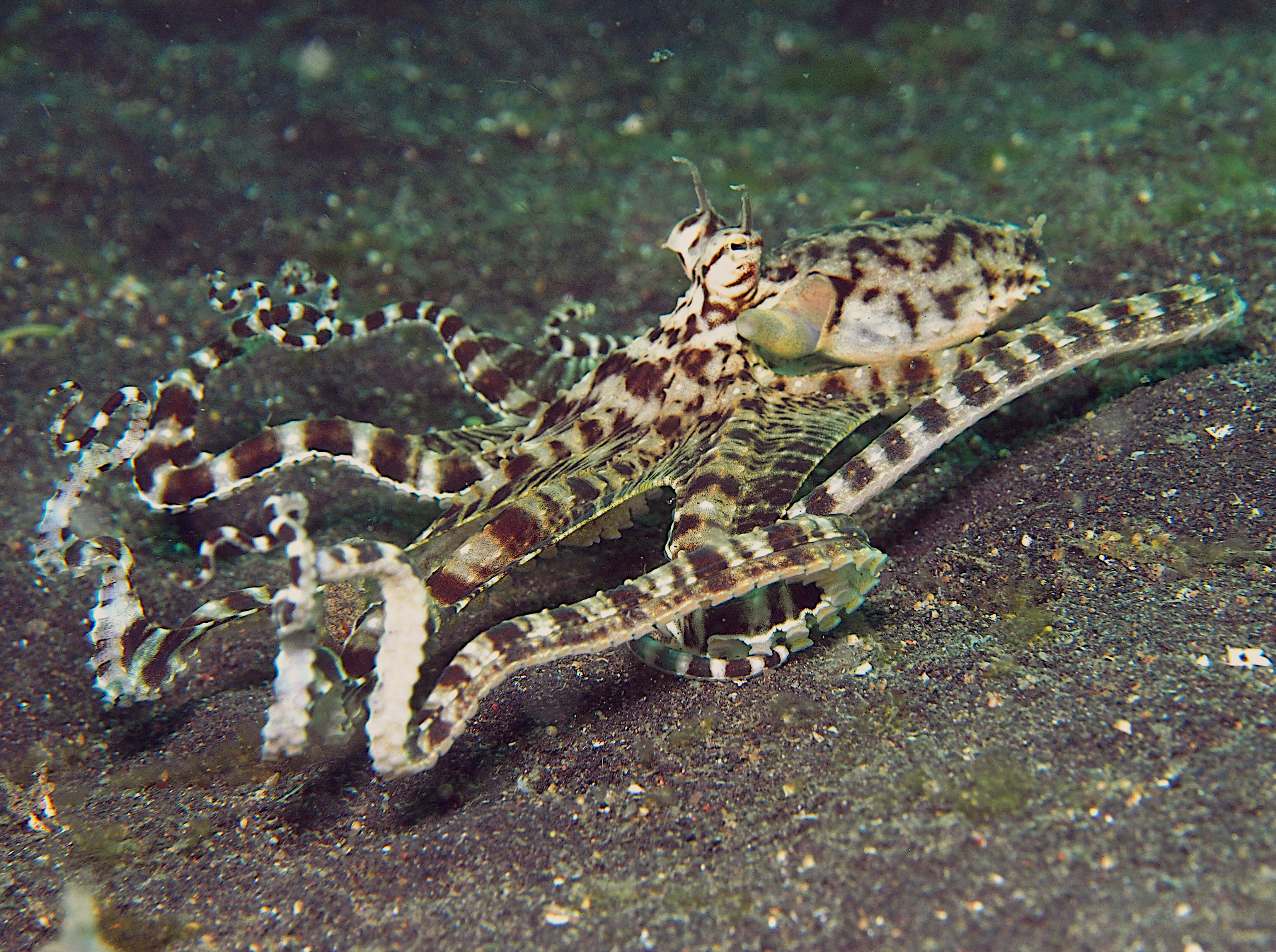 Mimic Octopus - Thaumoctopus mimicus