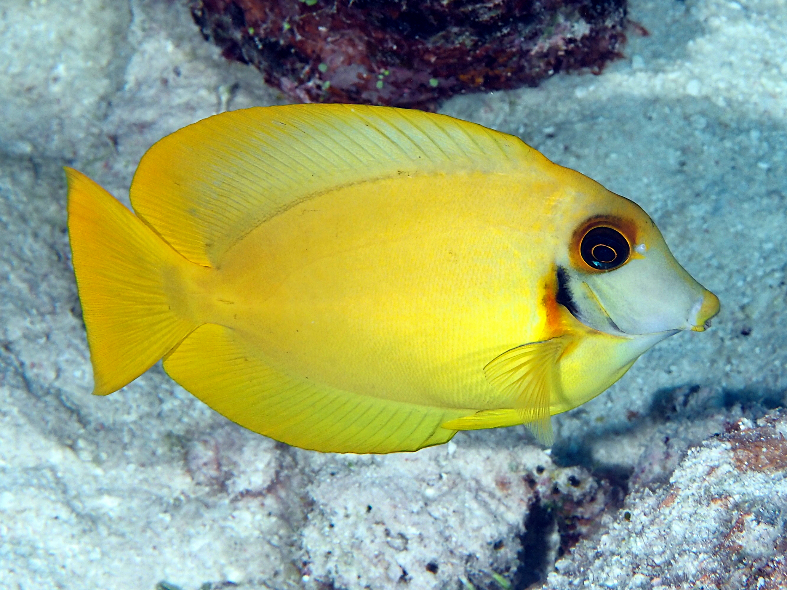 Mimic Surgeonfish - Acanthurus pyroferus