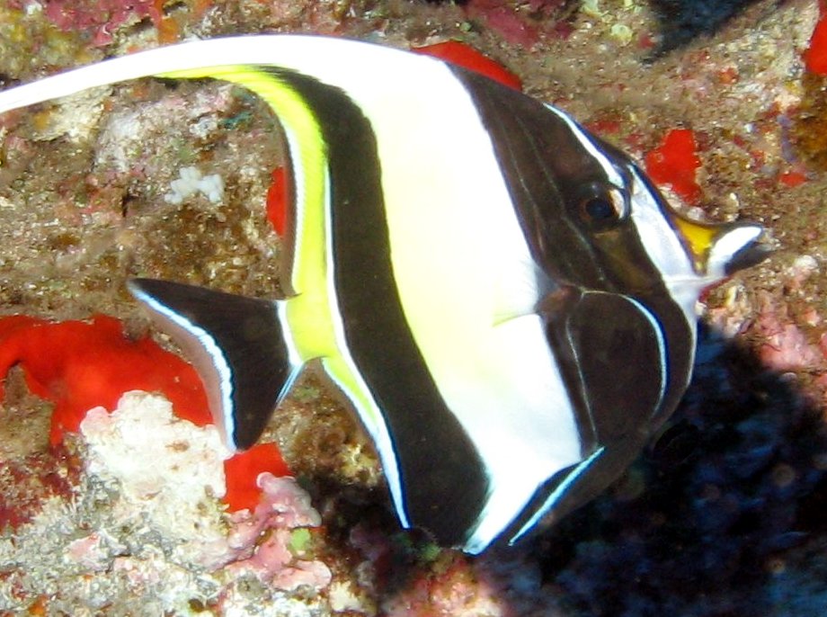 Moorish Idol - Zanclus cornutus