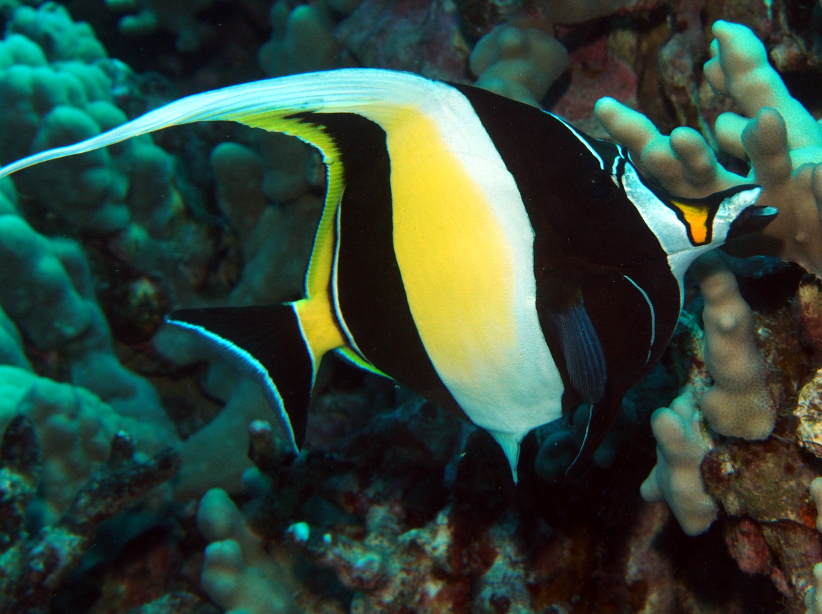 Moorish Idol - Zanclus cornutus