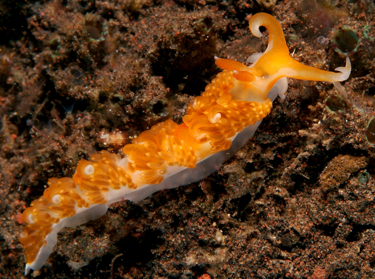 Brock's Moridilla - Moridilla brockii - Bali, Indonesia
