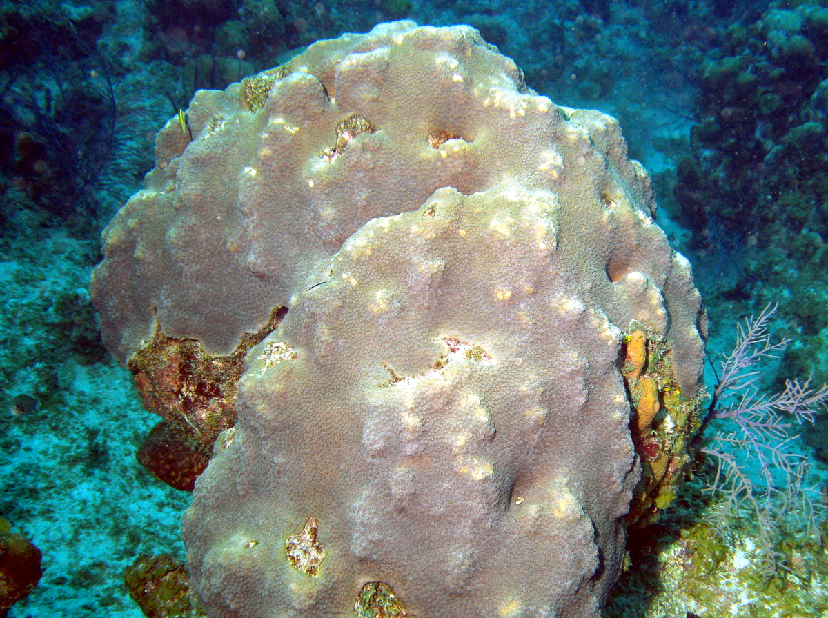 Mountainous Star Coral - Montastraea faveolata