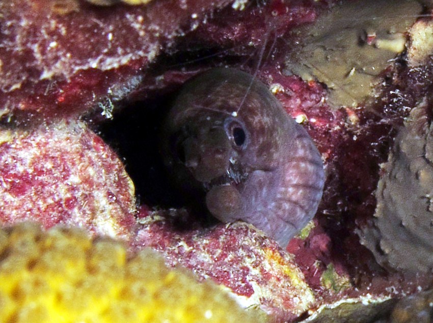 Viper Moray Eel - Enchelycore nigricans - Bonaire