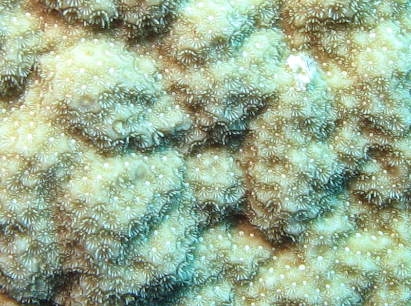 Mustard Hill Coral - Porites astreoides