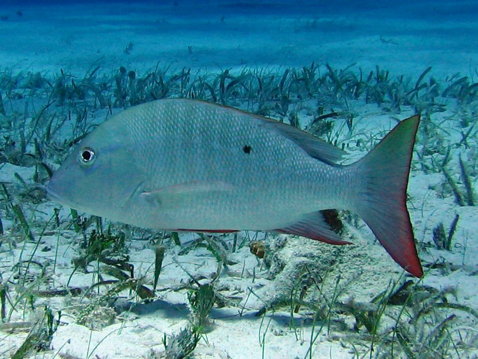 Mutton Snapper - Lutjanus analis