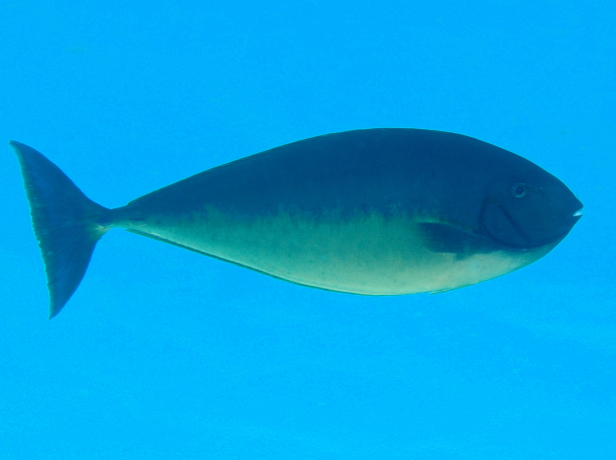 Sleek Unicornfish - Naso hexacanthus - Palau