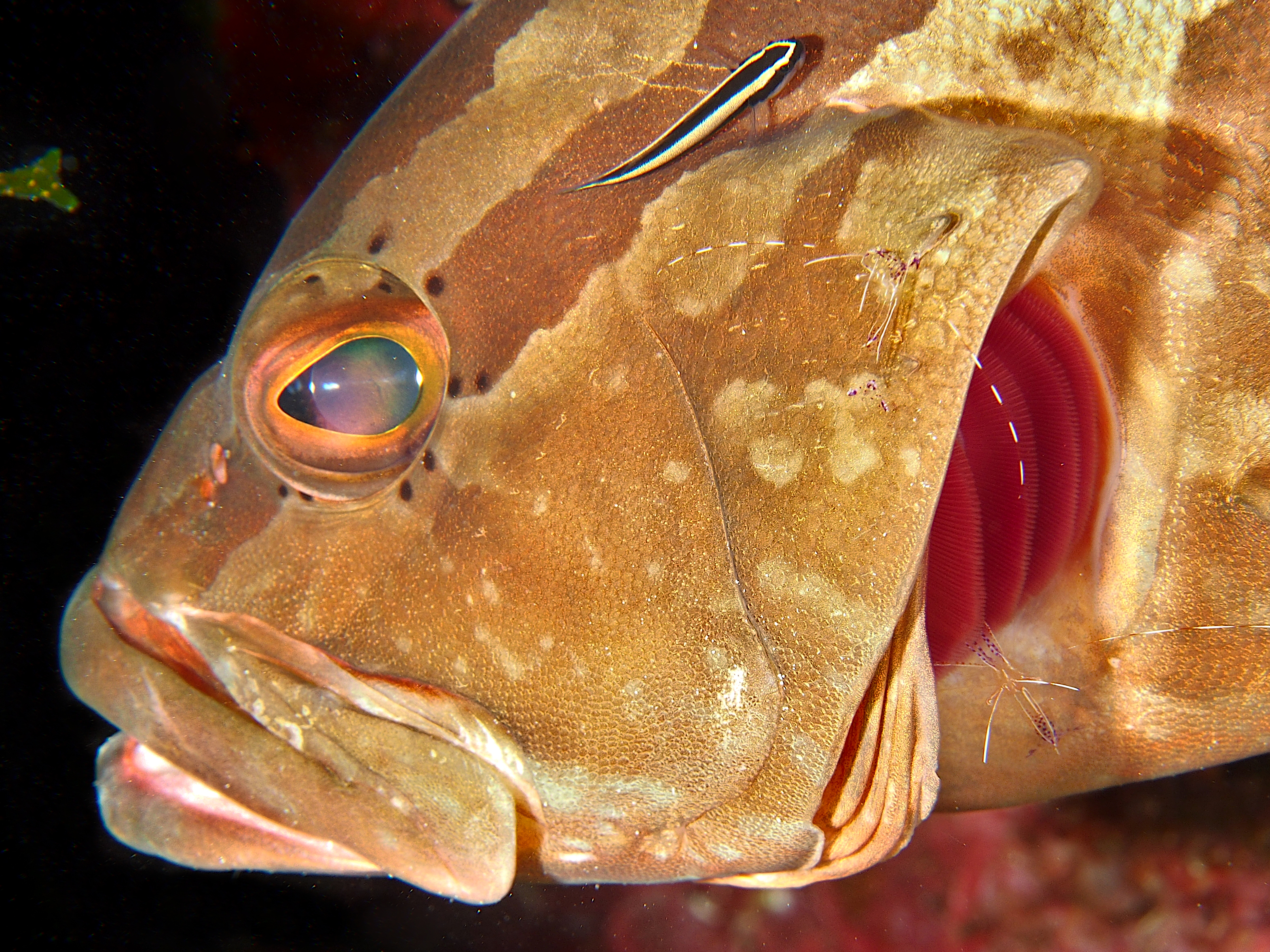 Nassau Grouper - Epinephelus striatus
