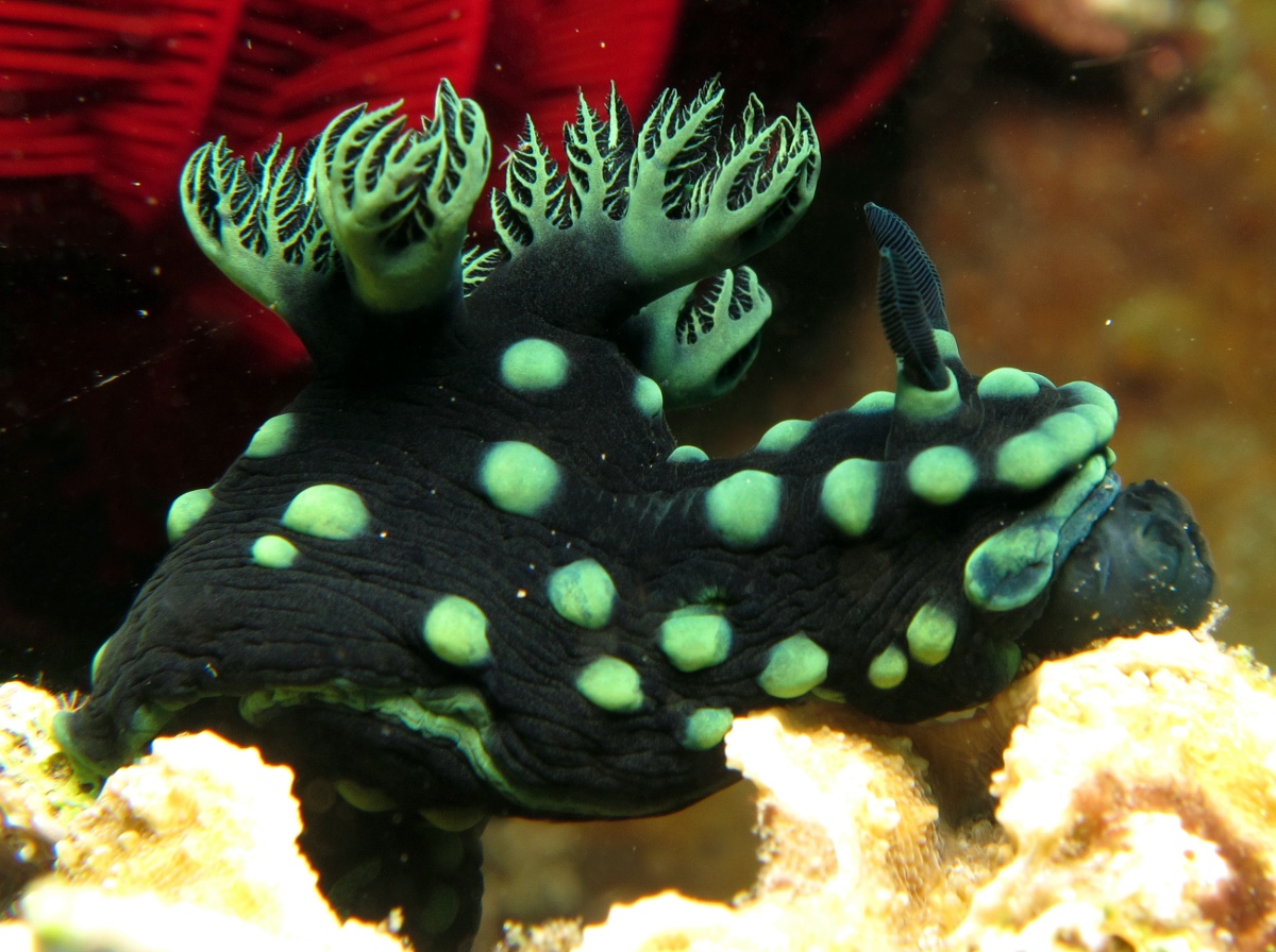 Crested Nembrotha - Nembrotha cristata