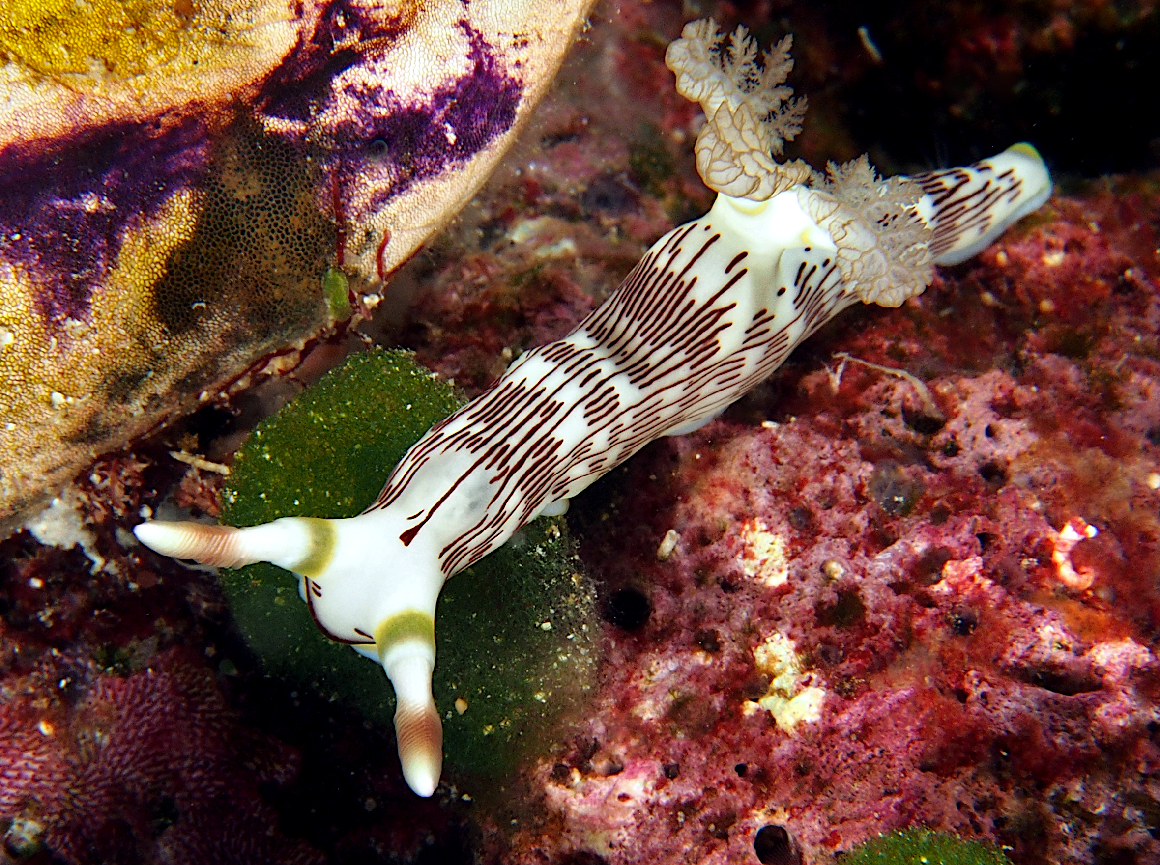 Lined Nembrotha - Nembrotha lineolata
