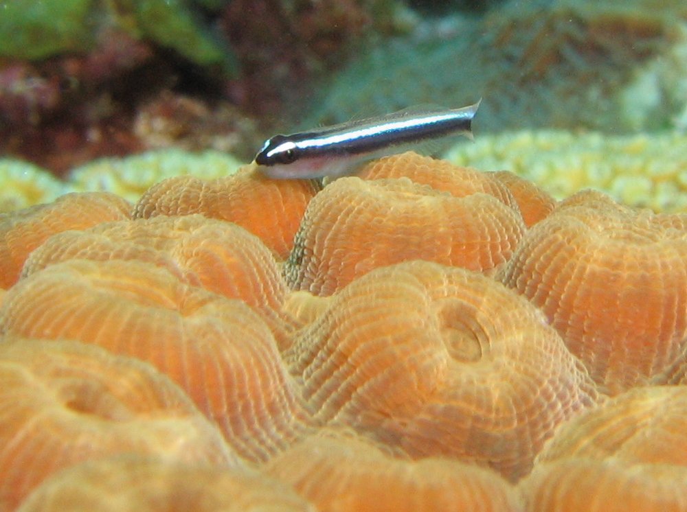 Caribbean Neon Goby - Elactinus lobeli