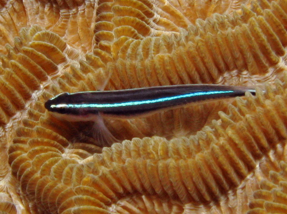 Caribbean Neon Goby - Elactinus lobeli