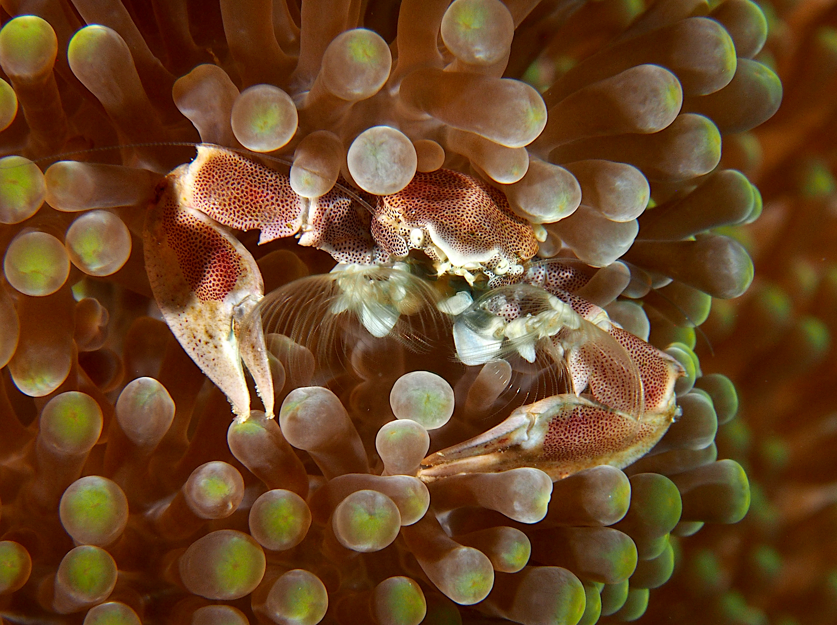 Spotted Porcelain Crab - Neopetrolisthes maculatus
