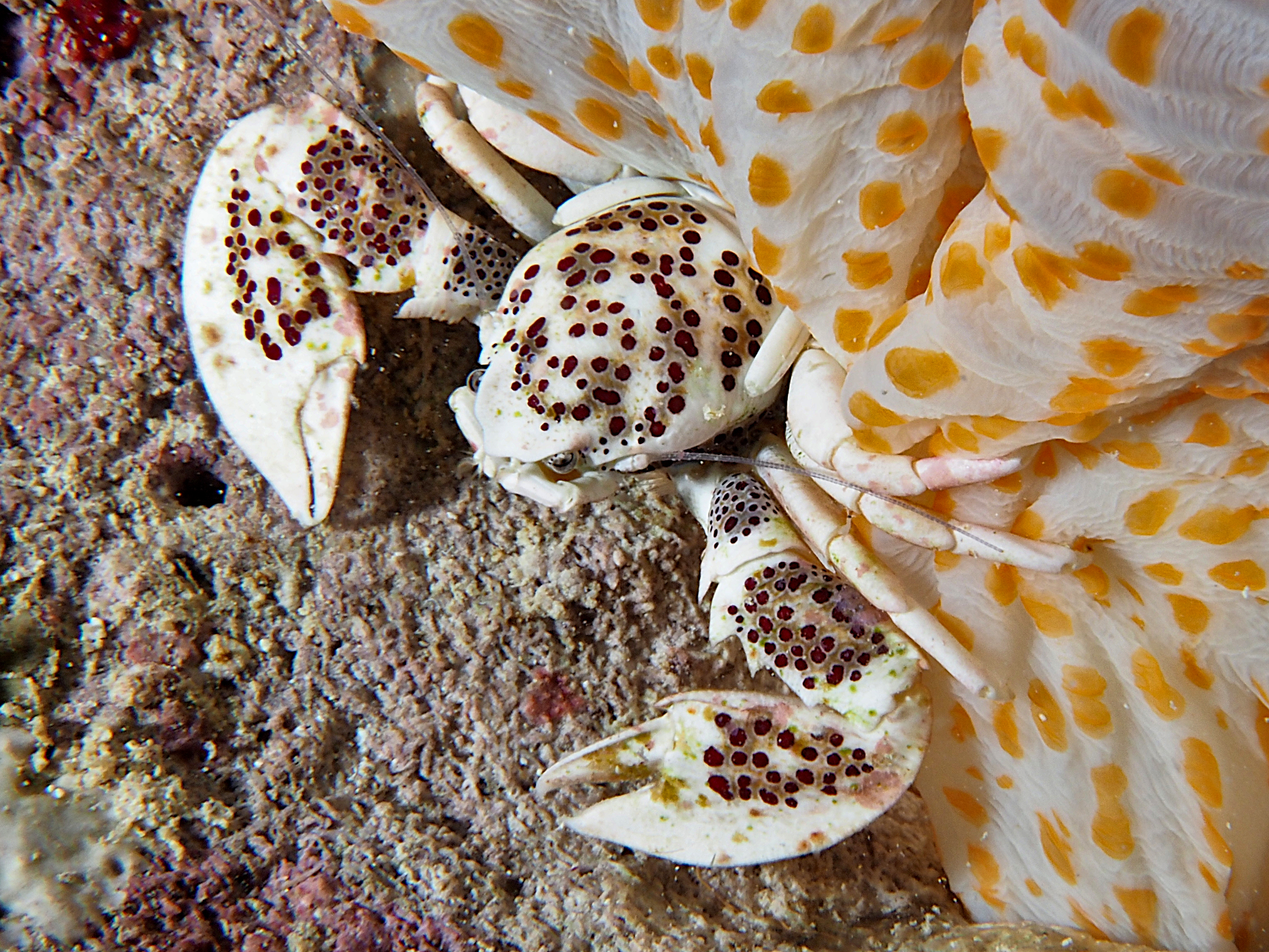 Spotted Porcelain Crab - Neopetrolisthes maculatus
