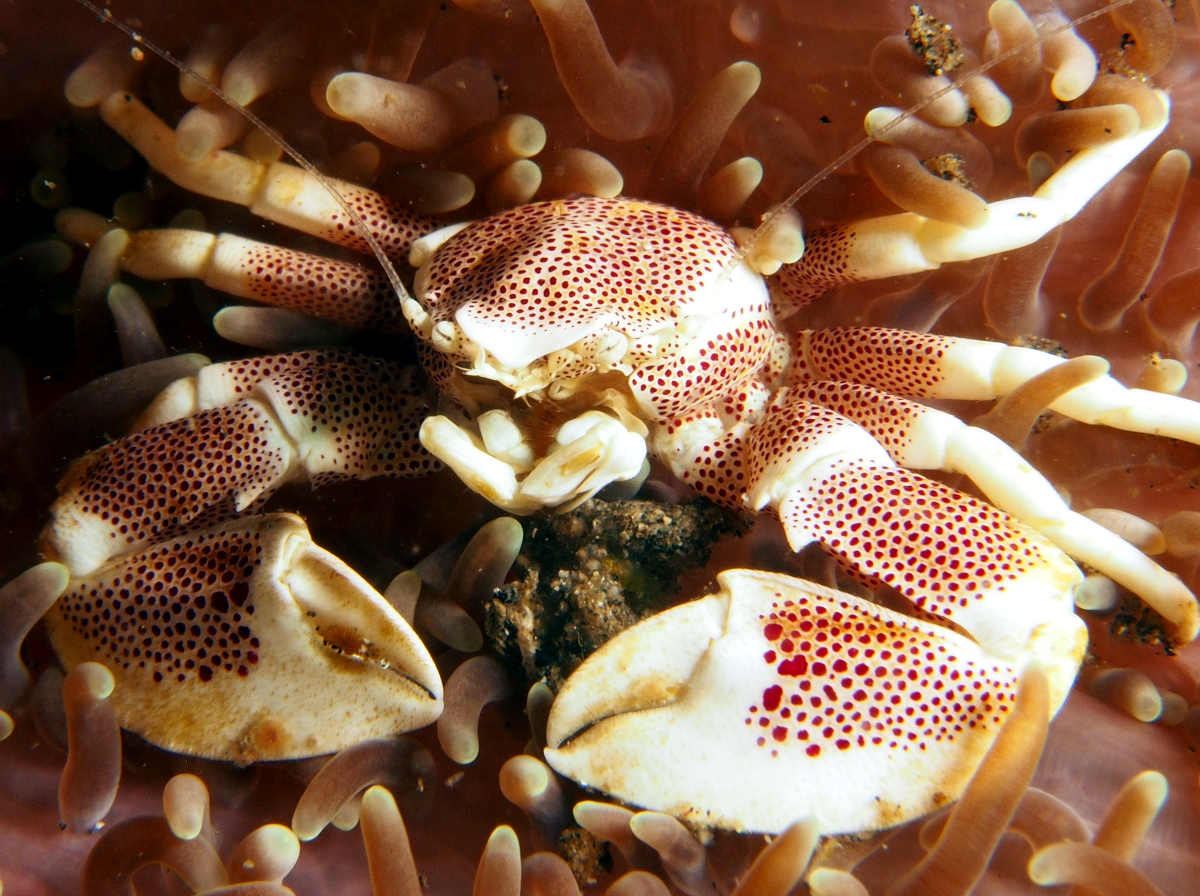 Spotted Porcelain Crab - Neopetrolisthes maculatus
