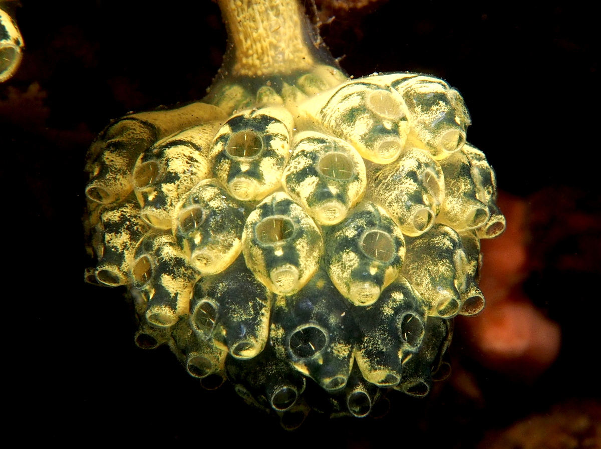 Stalked Sea Squirt - Nephtheis fascicularis - Lembeh Strait, Indonesia