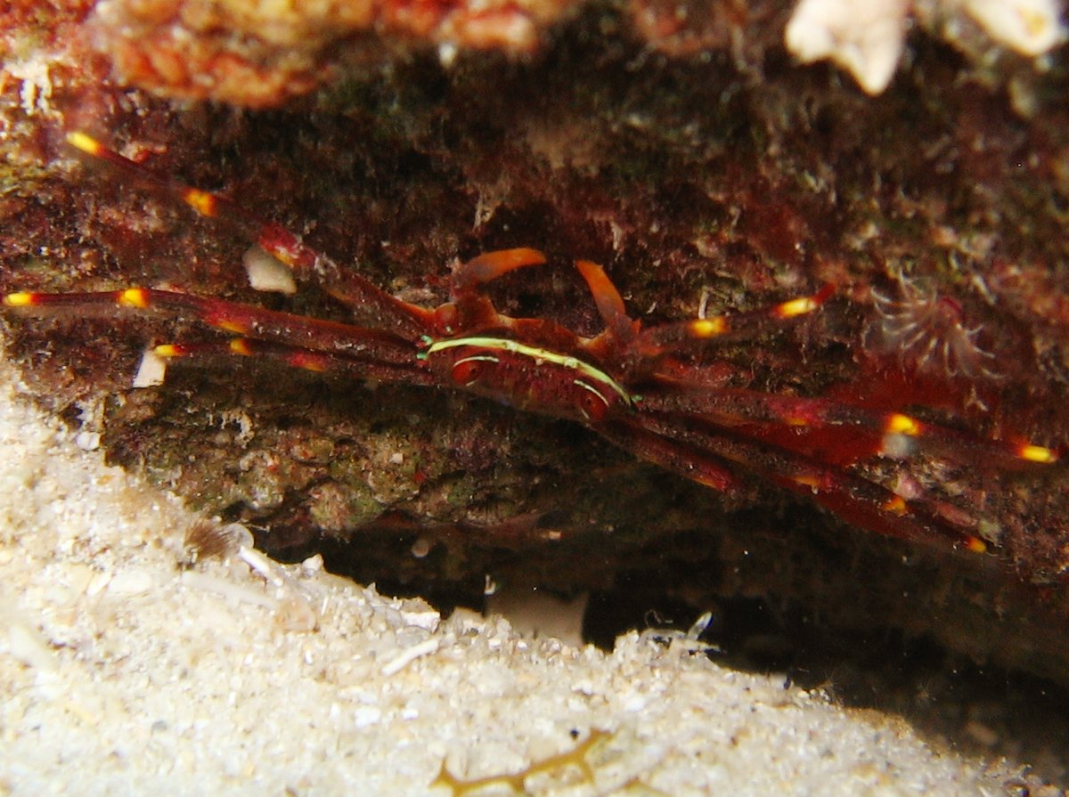 Nimble Spray Crab - Percnon gibbesi