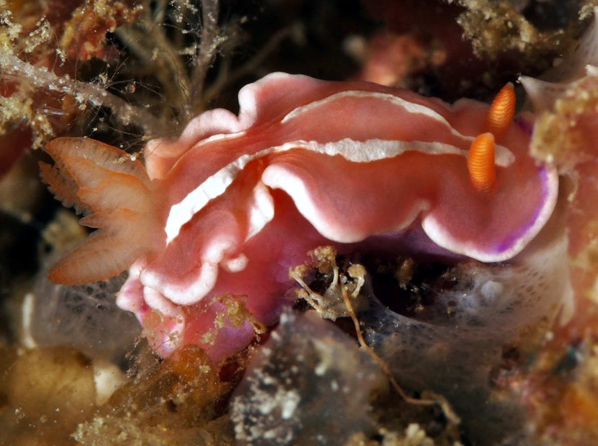 White Ring Noumea - Noumea alboannulata - Anilao, Philippines
