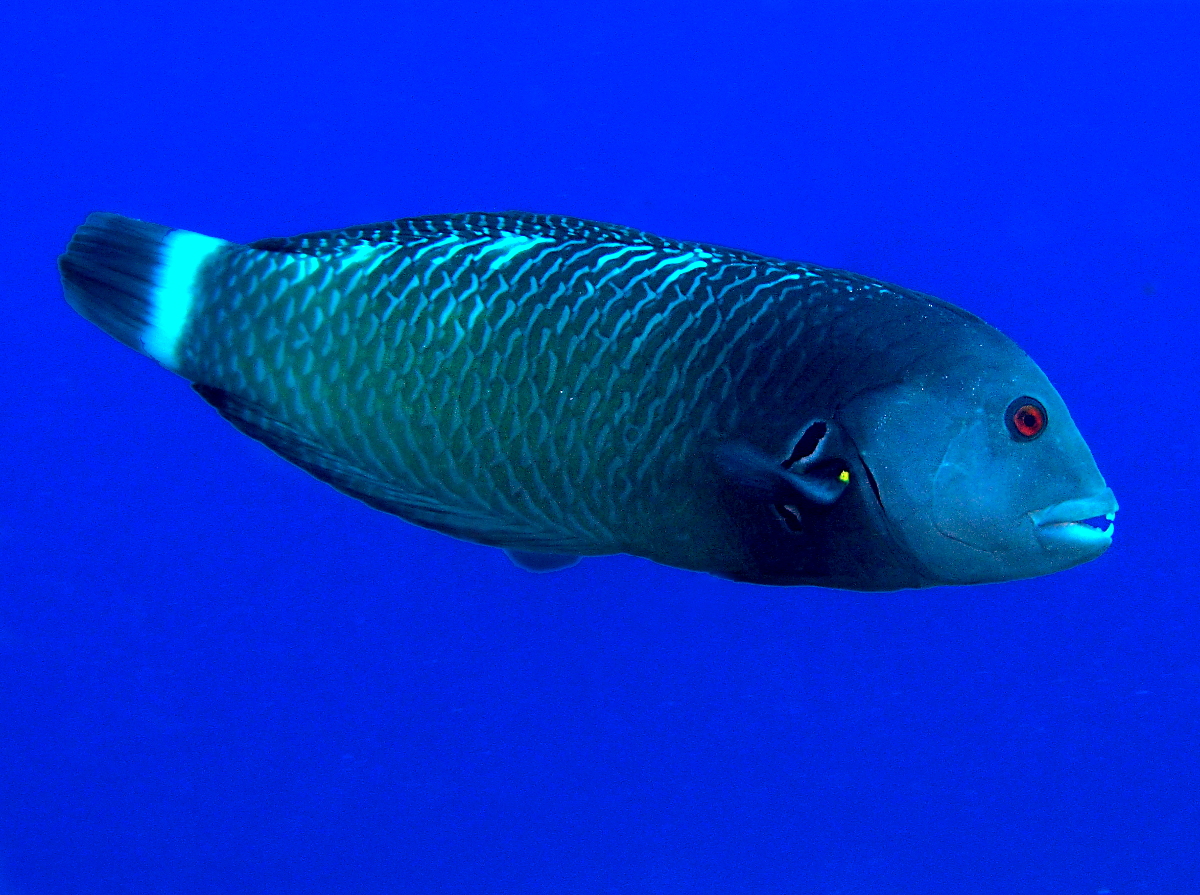 Rockmover Wrasse - Novaculichthys taeniourus