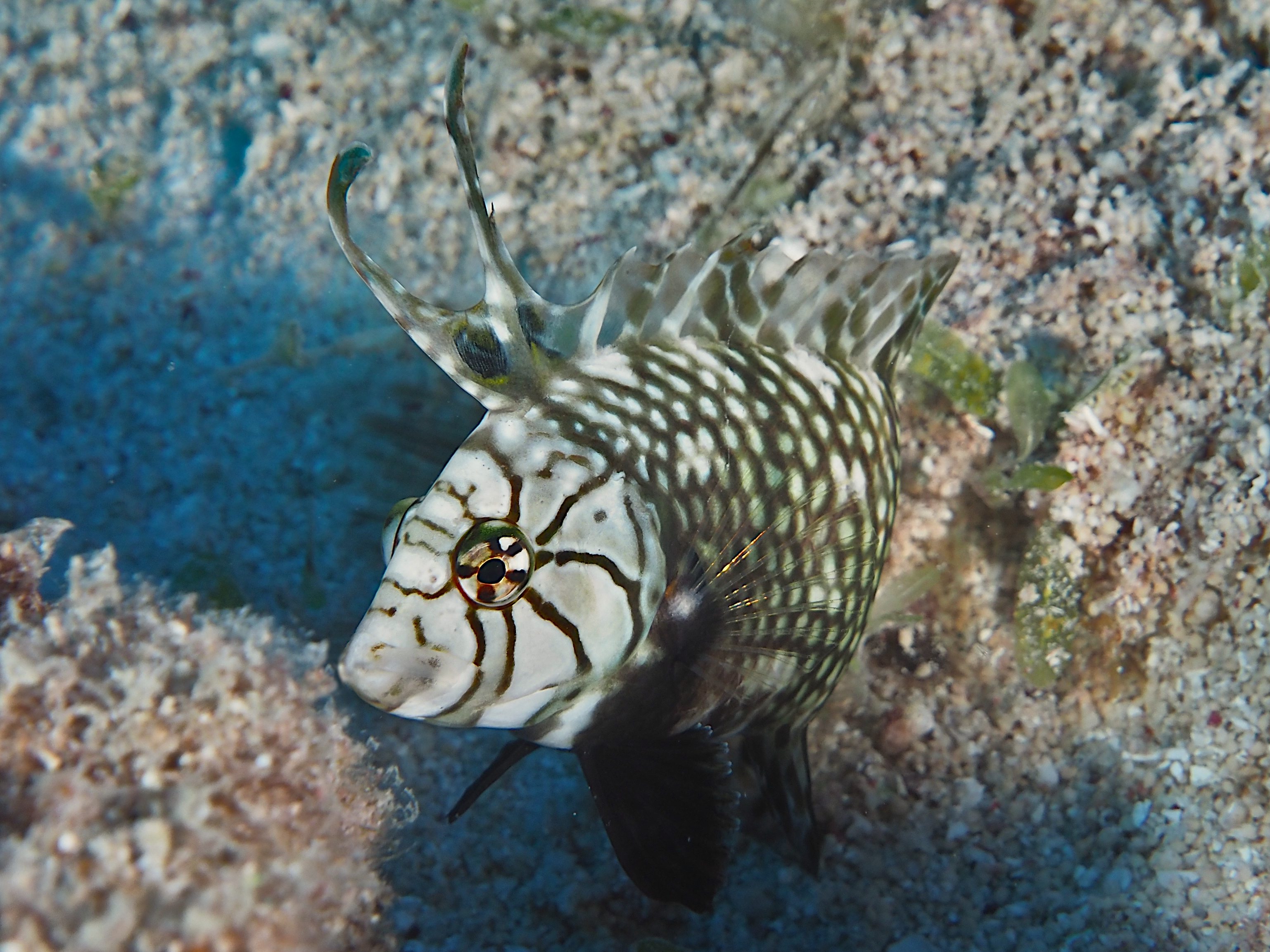 Rockmover Wrasse - Novaculichthys taeniourus