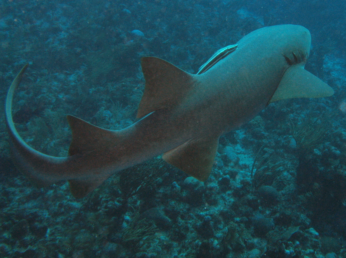Nurse Shark - Ginglymostoma cirratum