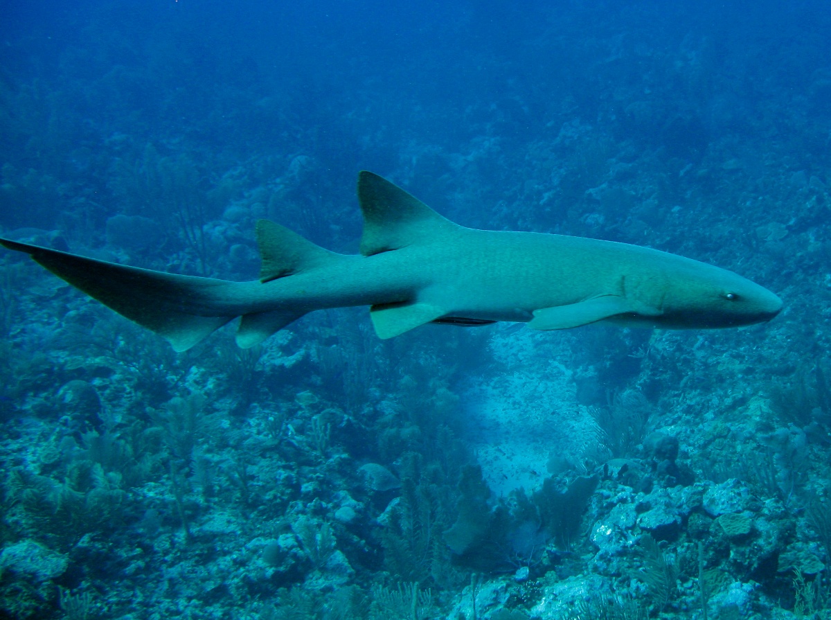 Nurse Shark - Ginglymostoma cirratum