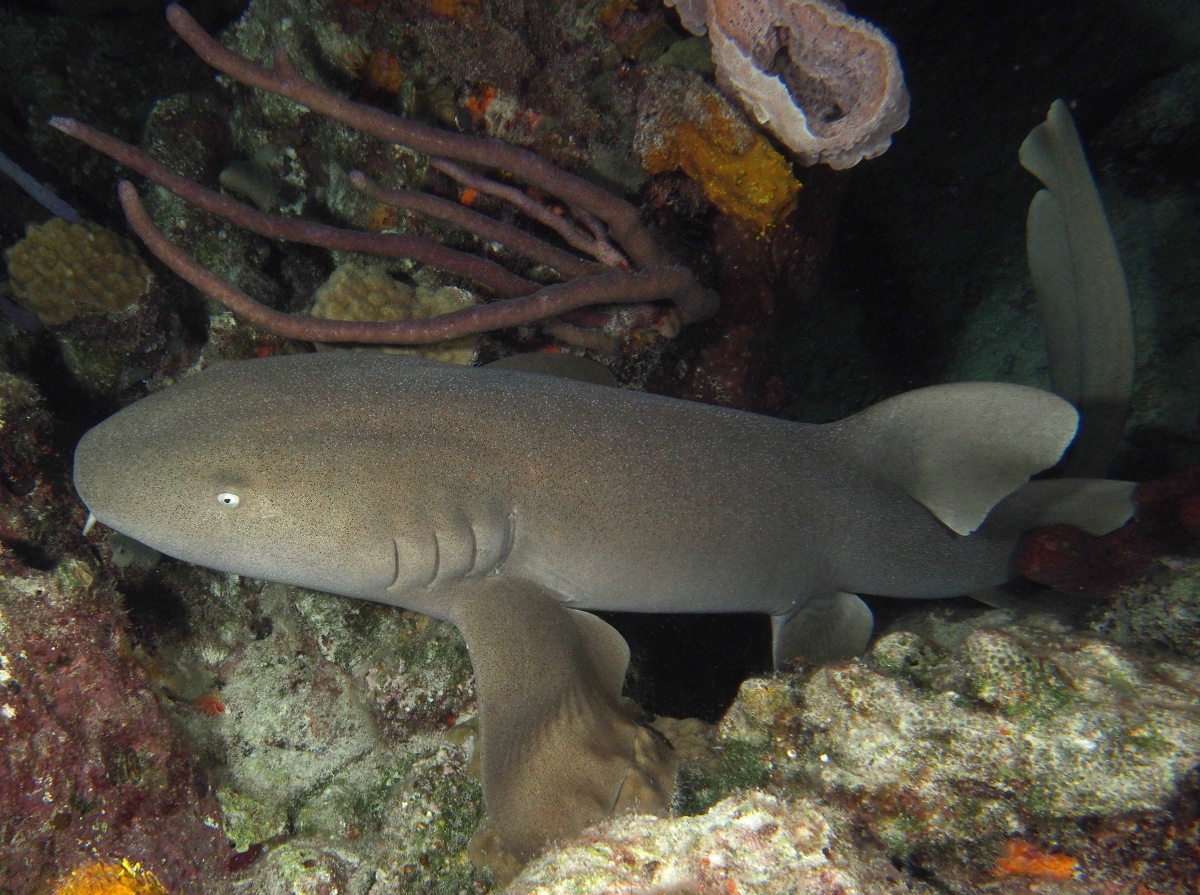 Nurse Shark - Ginglymostoma cirratum