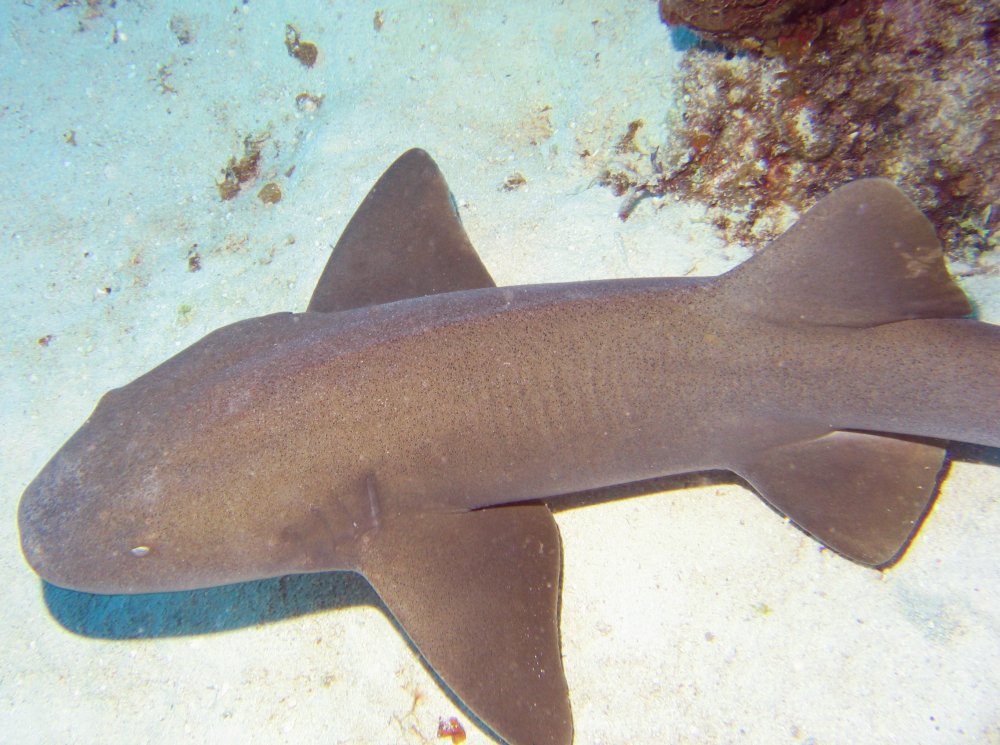 Nurse Shark - Ginglymostoma cirratum