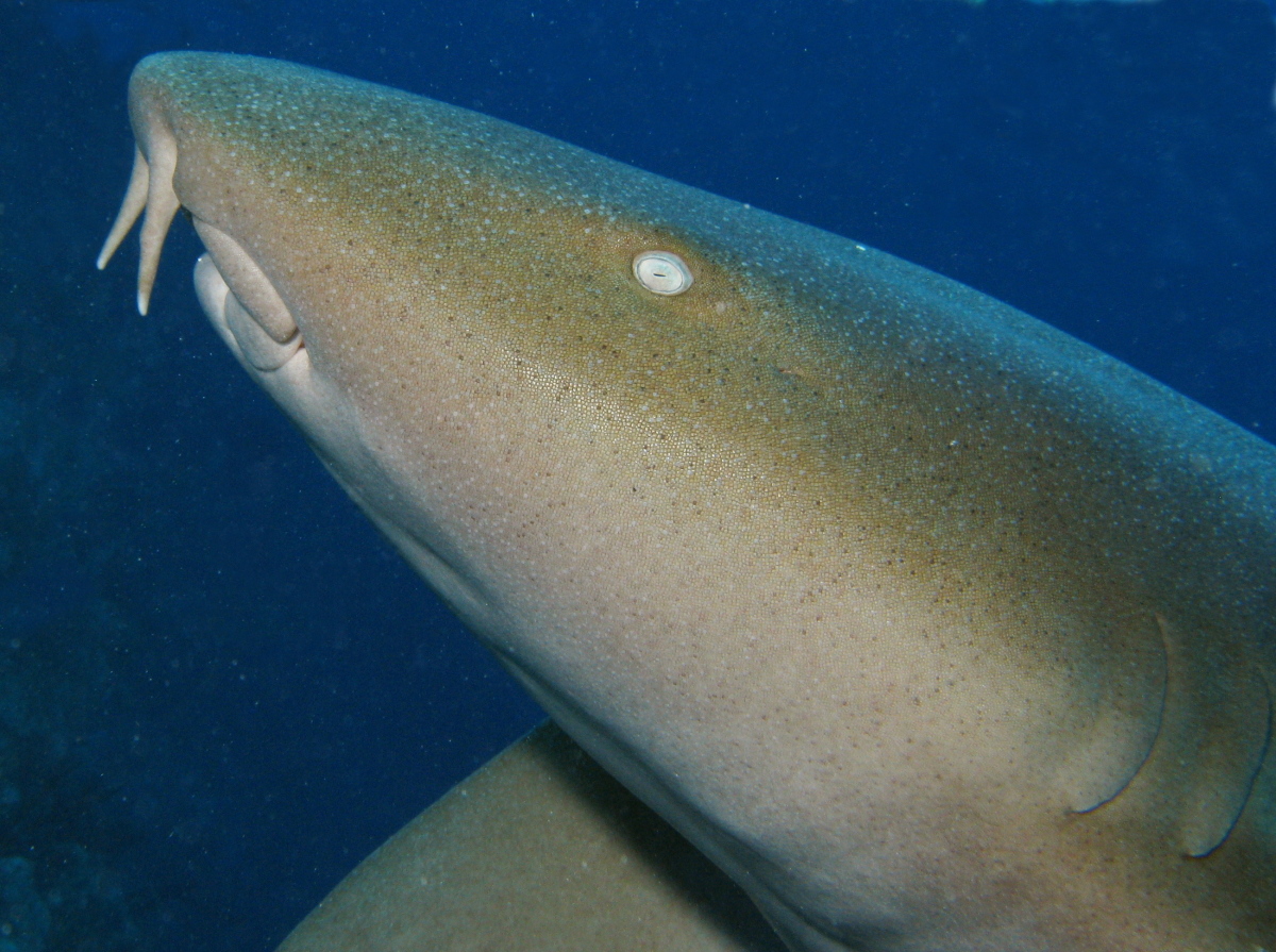 Nurse Shark - Ginglymostoma cirratum