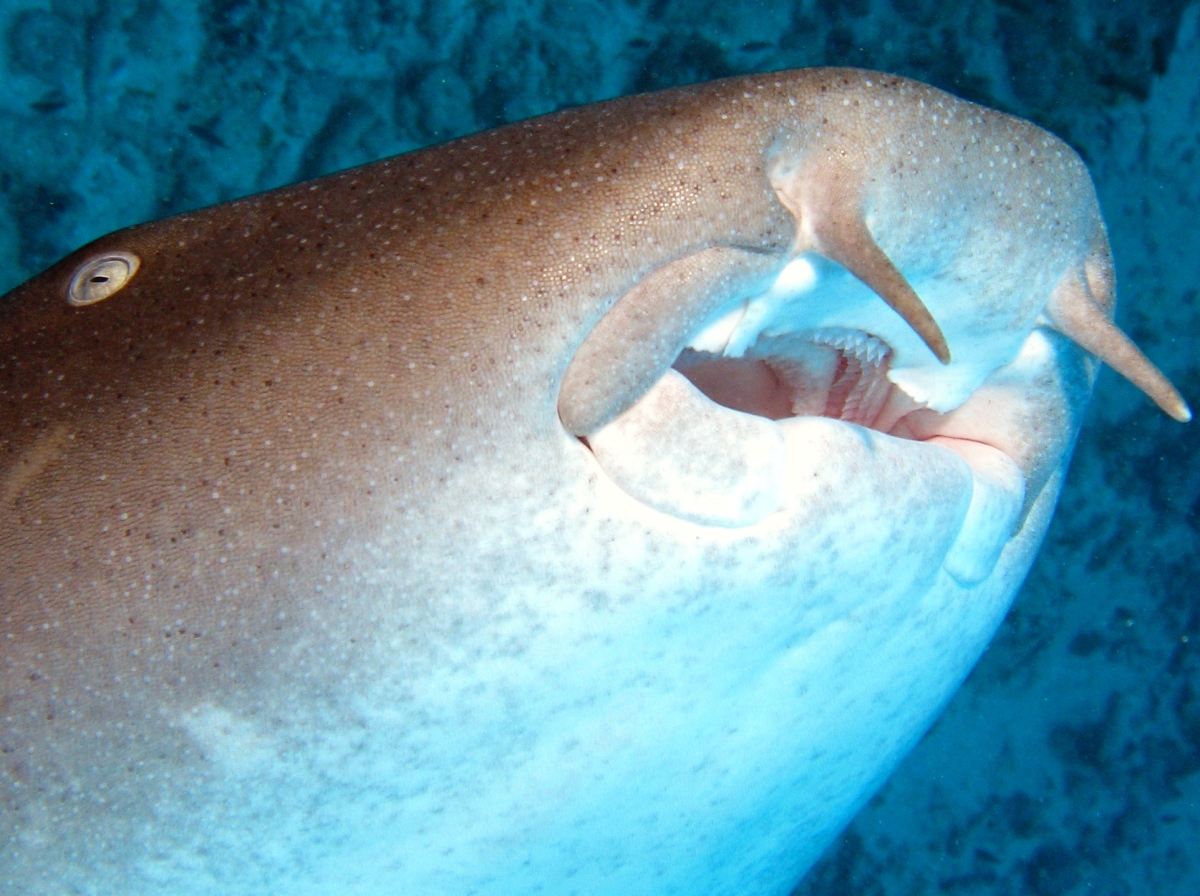 Nurse Shark - Ginglymostoma cirratum