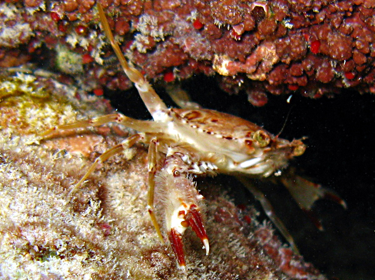 Ocellate Swimming Crab - Achelous sebae
