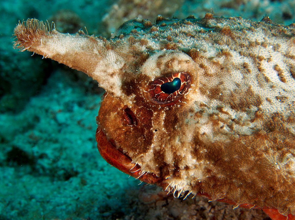 Shortnose Batfish - Ogcocephalus nasutus