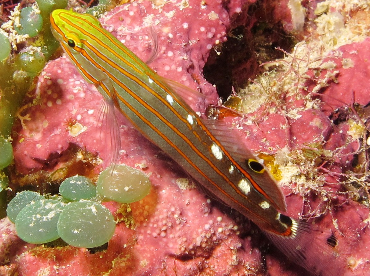 Old Glory - Amblygobius rainfordi - Palau