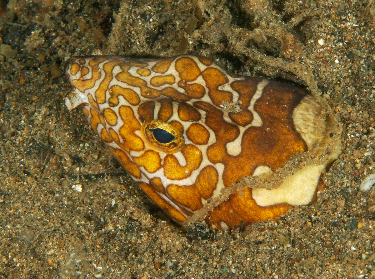 Napoleon Snake Eel - Ophichthus bonaparti