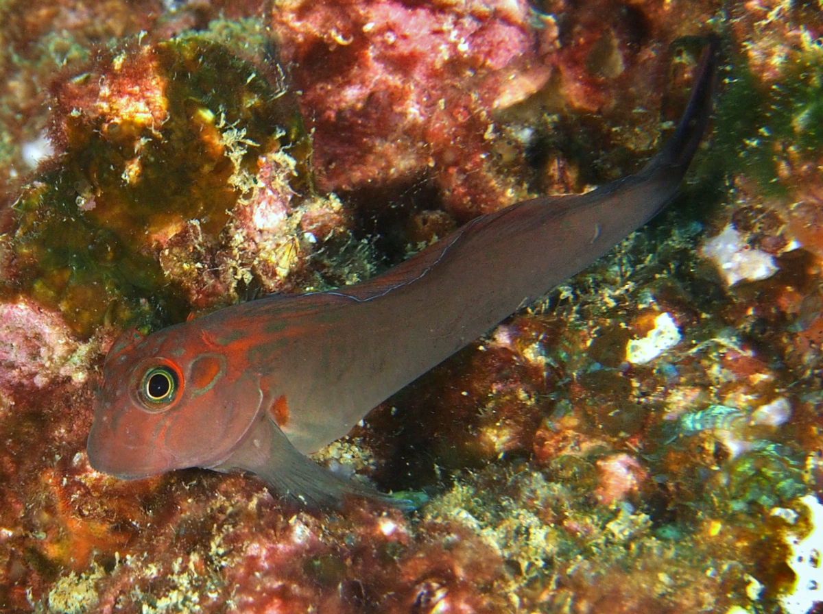Panamic Fanged Blenny - Ophioblennius steindachneri