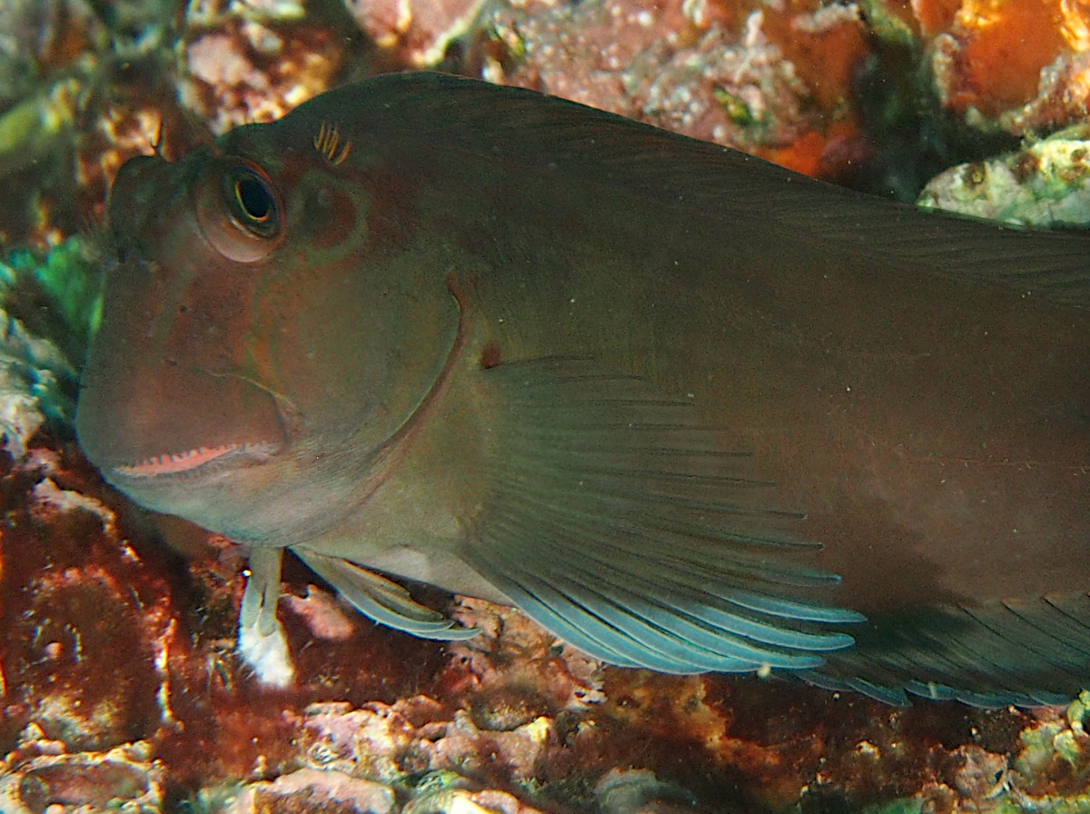 Panamic Fanged Blenny - Ophioblennius steindachneri
