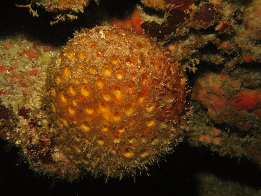 Orange Ball Sponge - Cinachyrella alloclada