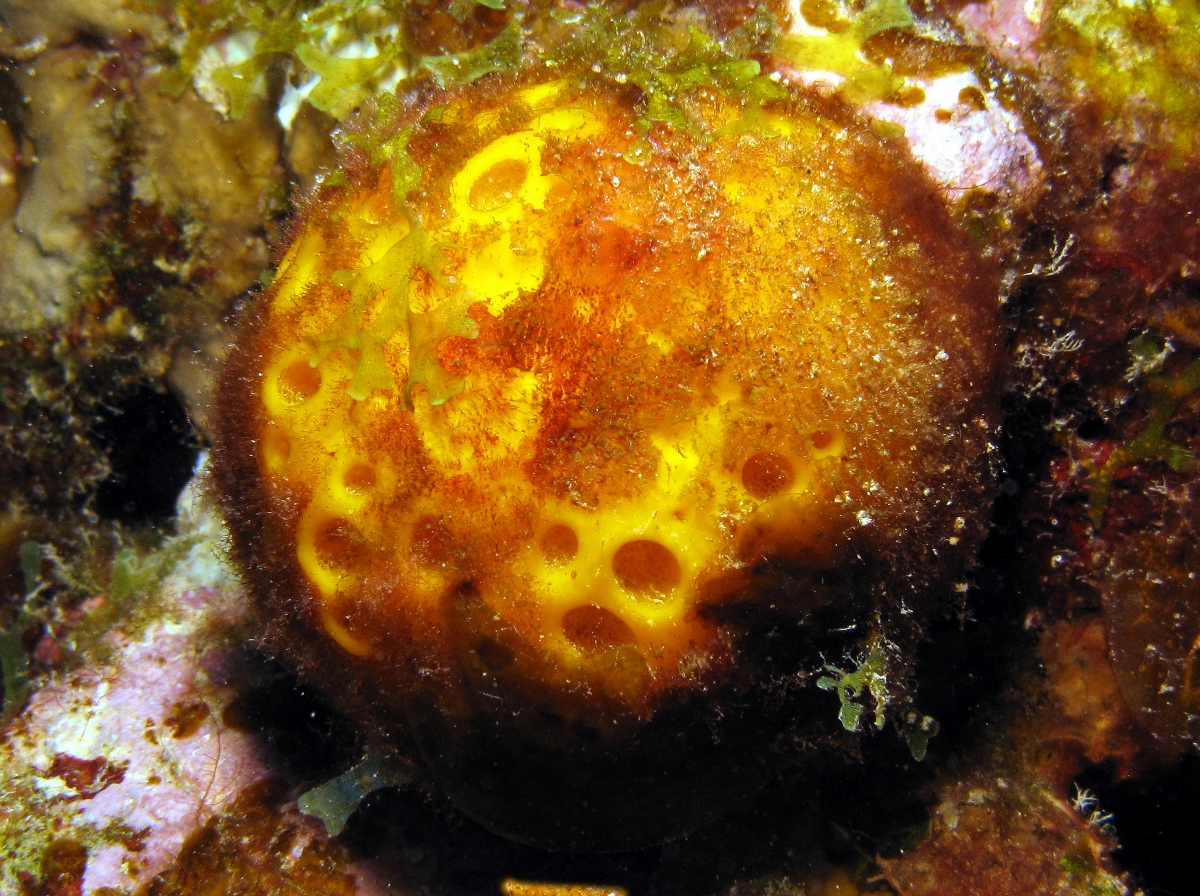 Orange Ball Sponge - Cinachyrella alloclada