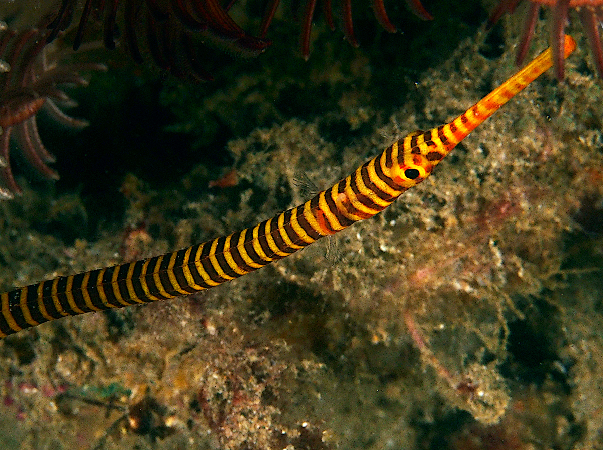 Orange-Banded Pipefish - Doryrhamphus pessuliferus