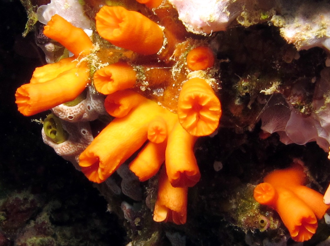 Orange Cup Coral - Tubastraea coccinea