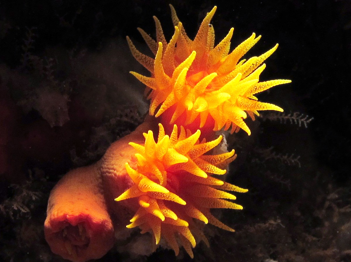 Orange Cup Coral - Tubastraea coccinea