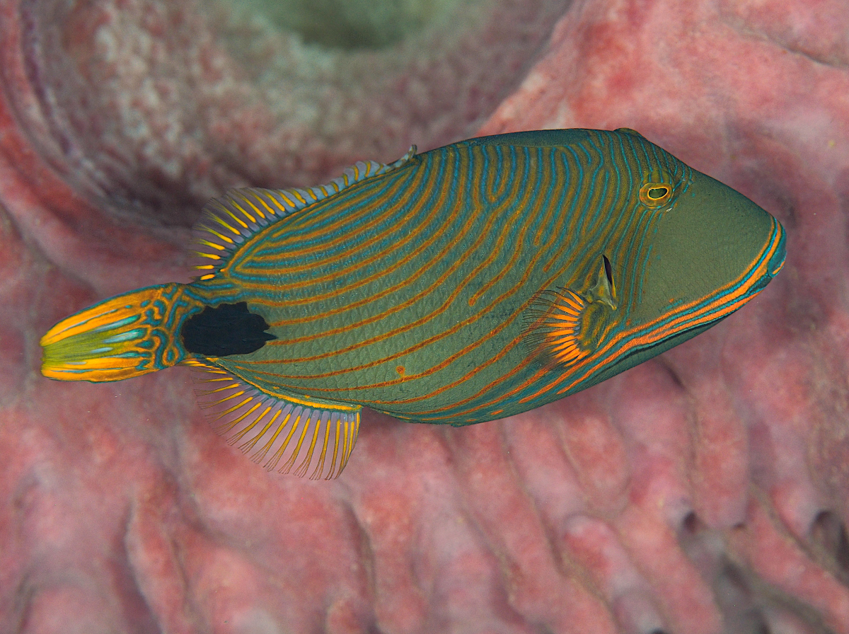 Orange-Lined Triggerfish - Balistapus undulatus
