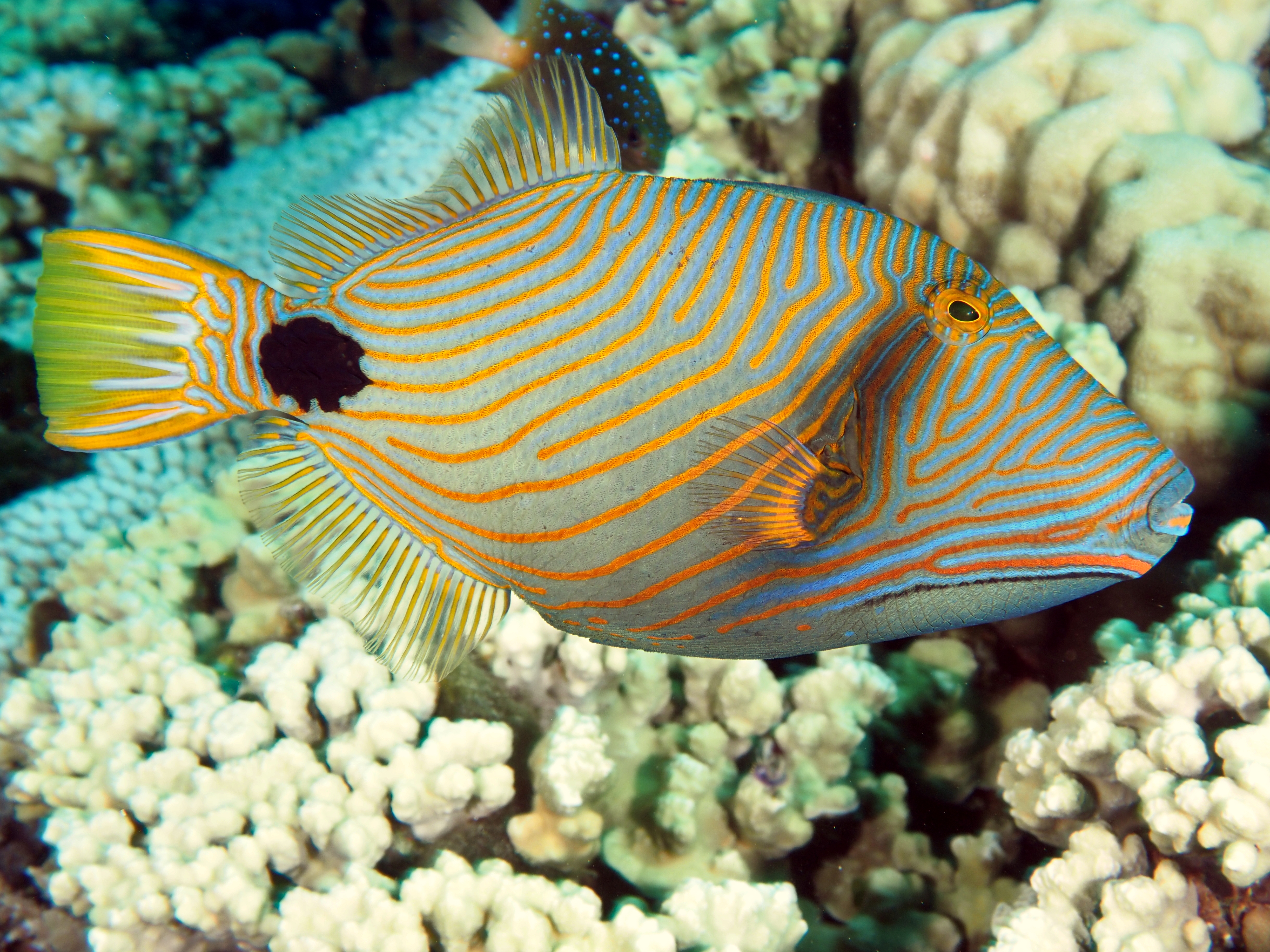 Orange-Lined Triggerfish - Balistapus undulatus