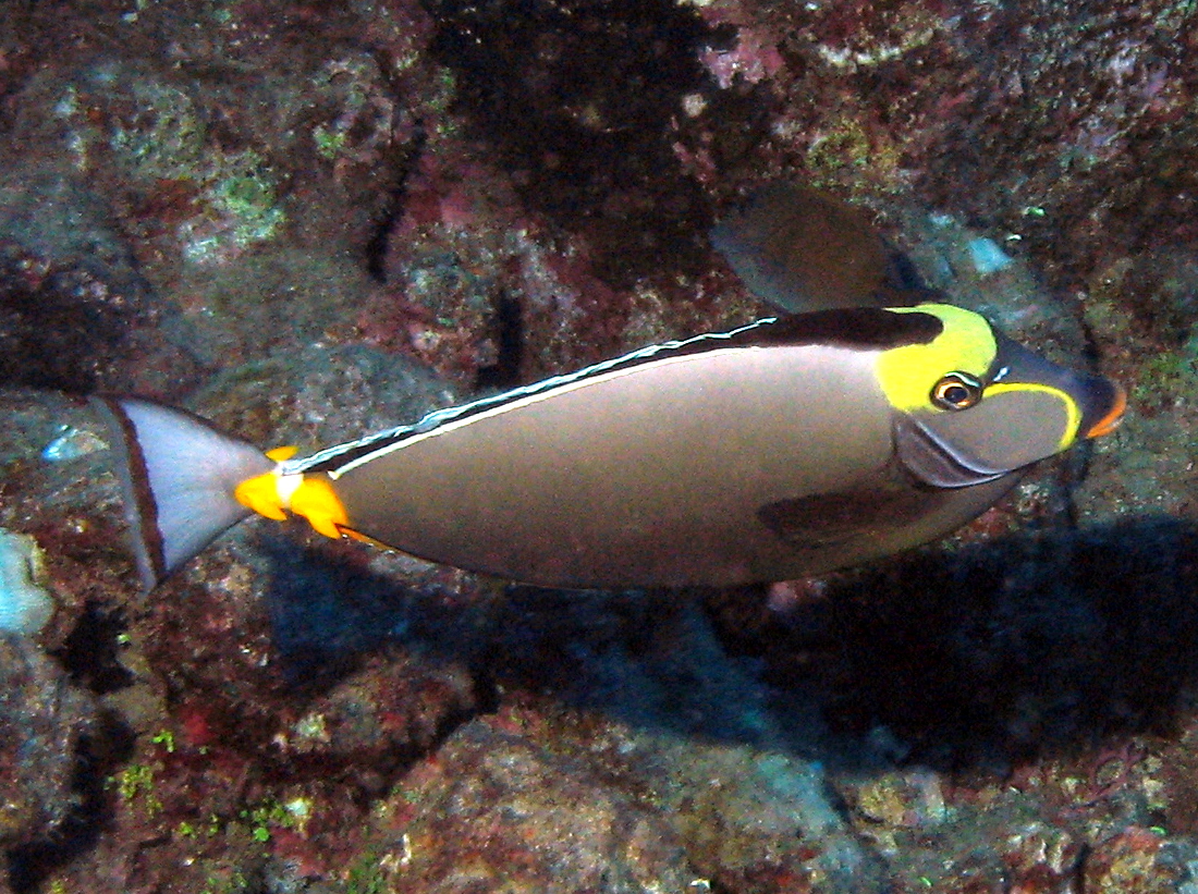 Orangespine Unicornfish - Naso lituratus