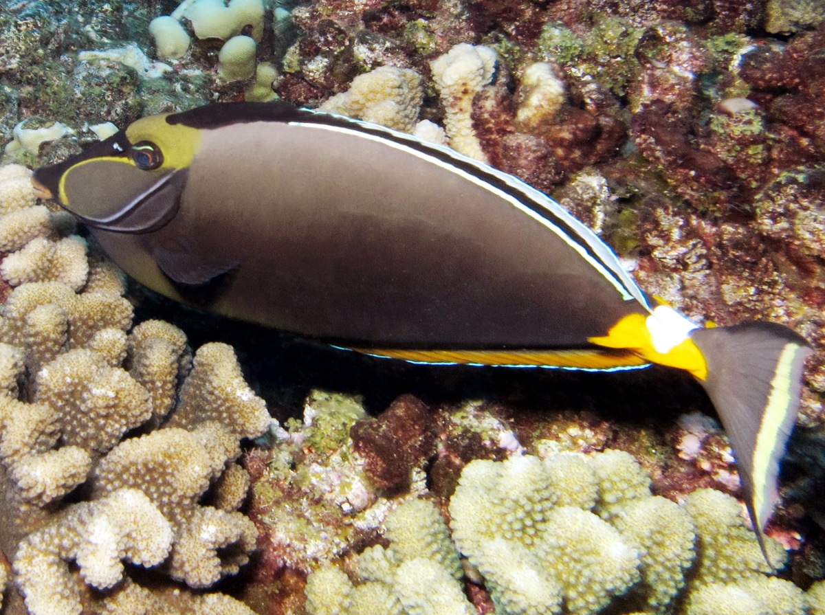 Orangespine Unicornfish - Naso lituratus