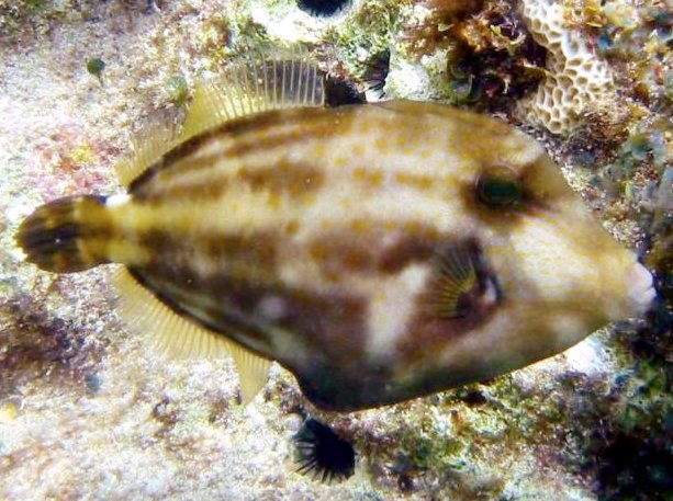 Orangespotted Filefish - Cantherhines pullus